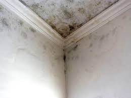 Best Attic Mold Removal  in Nassau Village Ratliff, FL