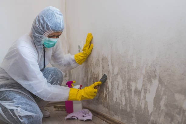 Asbestos and Lead Testing During Mold Inspection in Nassau Village Ratliff, FL